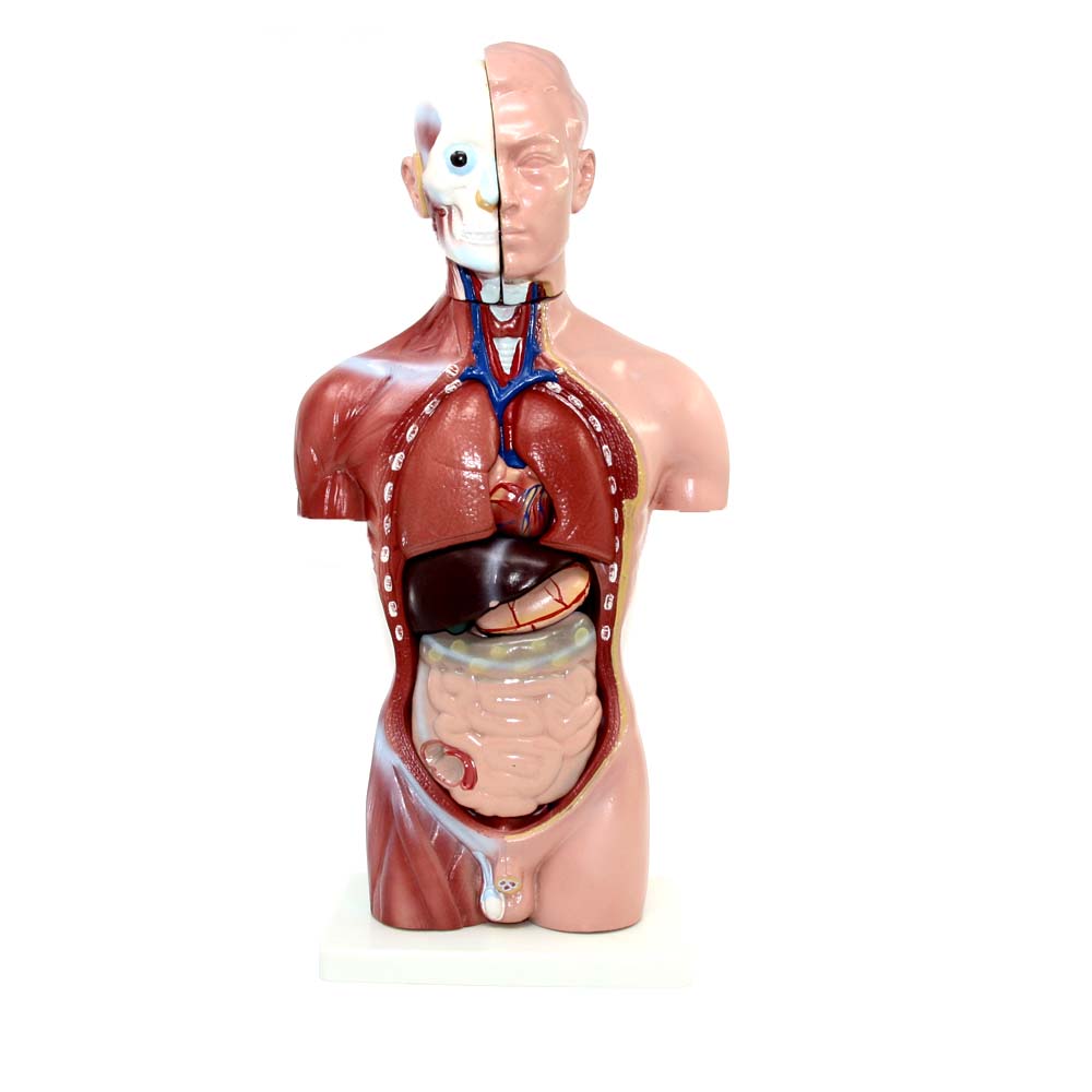 Basic-Torsomodell-männlich-42-cm-13-teilig-onlineshop-DoctorLab-2