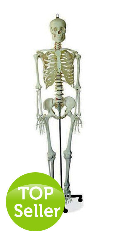 Menschliches-Skelett-in-Originalgröße-180-cm-onlineshop-DoctorLab-1
