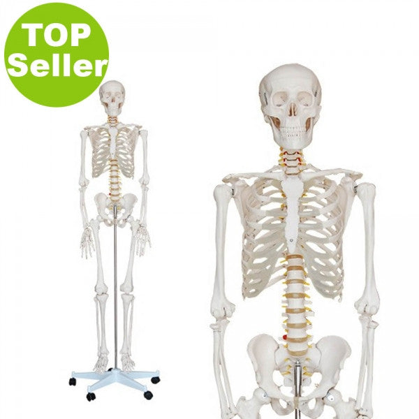 Menschliches-Skelett-in-Originalgröße-180-cm-onlineshop-DoctorLab-2
