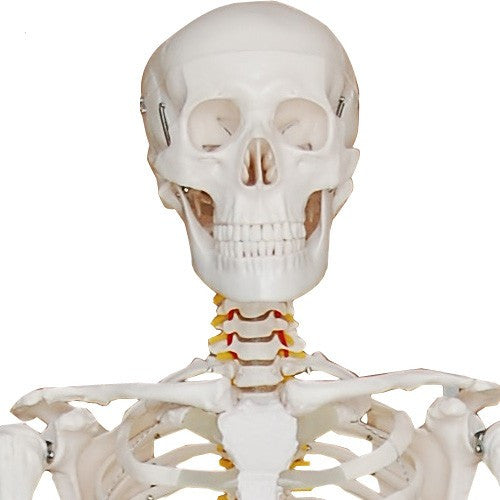 Menschliches-Skelett-in-Originalgröße-180-cm-onlineshop-DoctorLab-5