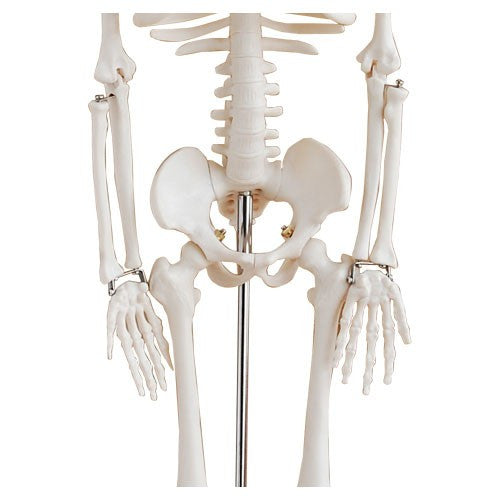 Skelettmodell-85cm-onlineshop-DoctorLab-3