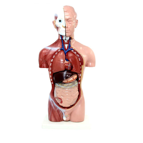 Basic-Torsomodell-männlich-42-cm-13-teilig-onlineshop-DoctorLab-2