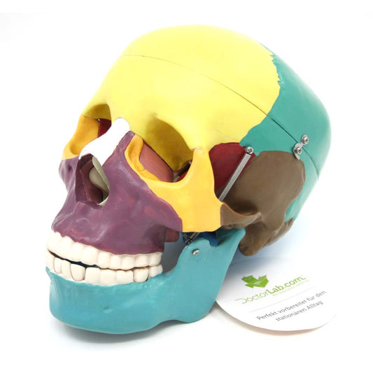 Demonstrations und Lehrschädel-onlineshop-DoctorLab-1