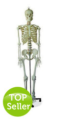 Menschliches-Skelett-in-Originalgröße-180-cm-onlineshop-DoctorLab-1 