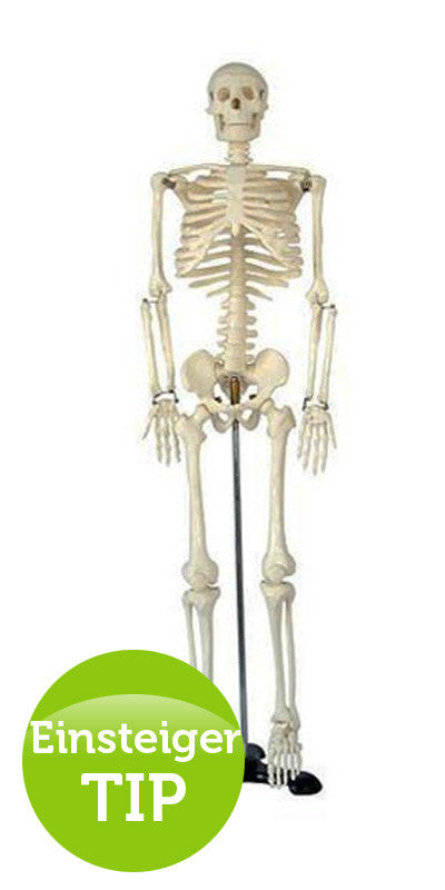Skelettmodell-85cm-onlineshop-DoctorLab-1
