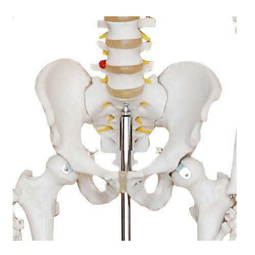 Menschliches-Skelett-in-Originalgröße-180-cm-onlineshop-DoctorLab-3