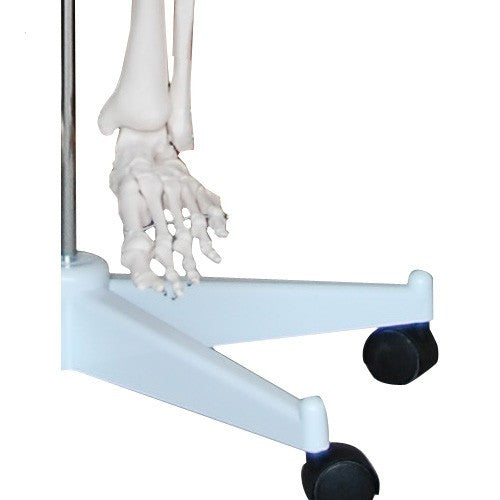 Menschliches-Skelett-in-Originalgröße-180-cm-onlineshop-DoctorLab-4