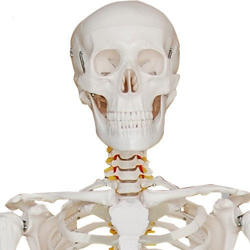 Menschliches-Skelett-in-Originalgröße-180-cm-onlineshop-DoctorLab-5 