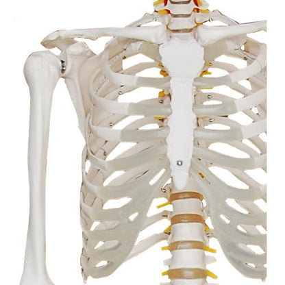 Menschliches-Skelett-in-Originalgröße-180-cm-onlineshop-DoctorLab-6