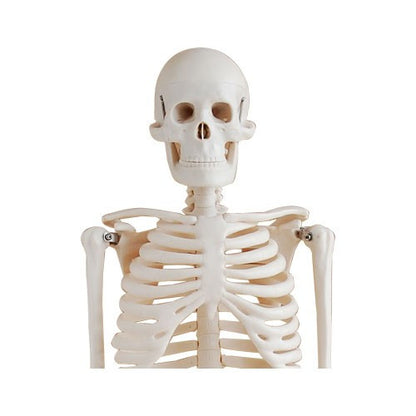 Skelettmodell-85cm-onlineshop-DoctorLab-2