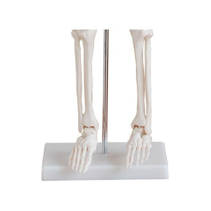 Skelettmodell-85cm-onlineshop-DoctorLab-4